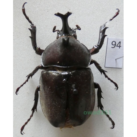 Trypoxylus dichotomus (Linnaeus, 1771) male China94